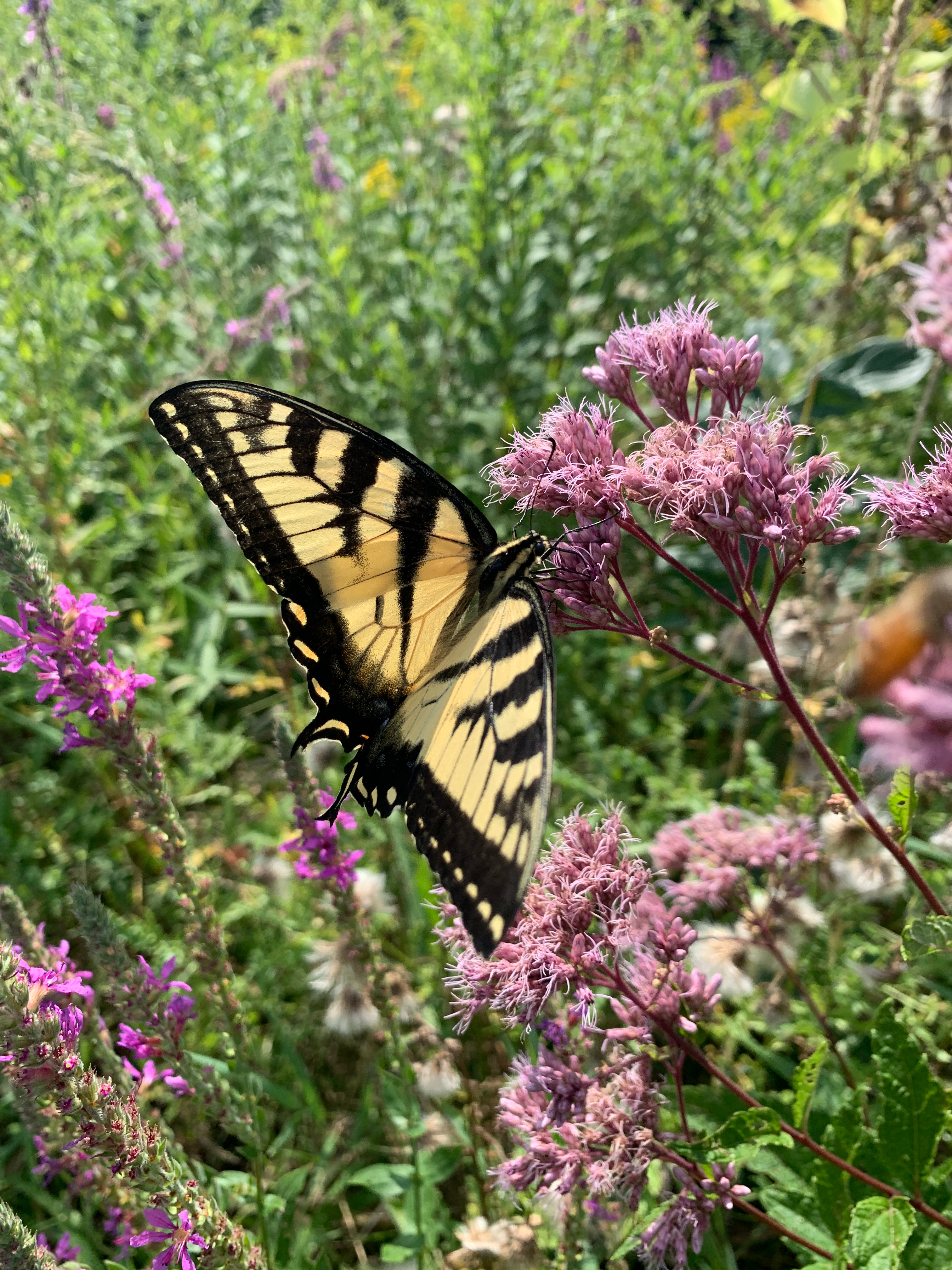 Easter Tiger Swallowtail